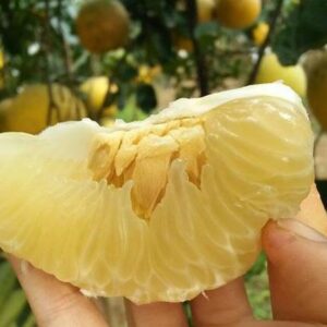 bưởi diễn lục ngạn 0