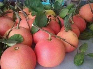 bưởi tiến vua 2